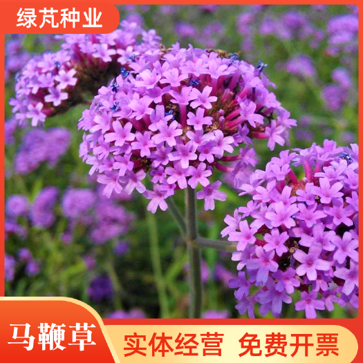 户外路边绿化紫色花海种子柳叶马鞭草花种籽子四季开花多年生室外