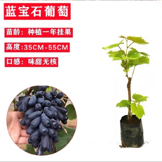 灵山县当年结果蓝宝石葡萄果树苗北方南方种植盆栽地栽爬藤常绿葡萄树苗