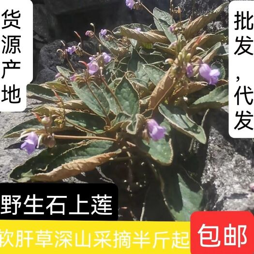 安龙县贵州大山石上莲