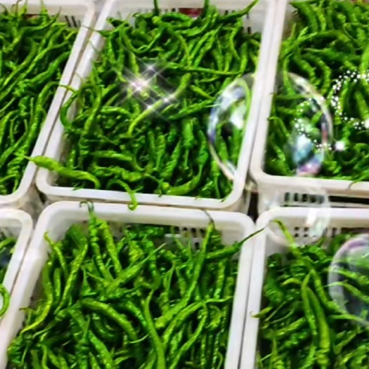 凤凰县线椒