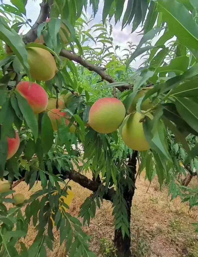 赣南（寻乌）鹰嘴桃