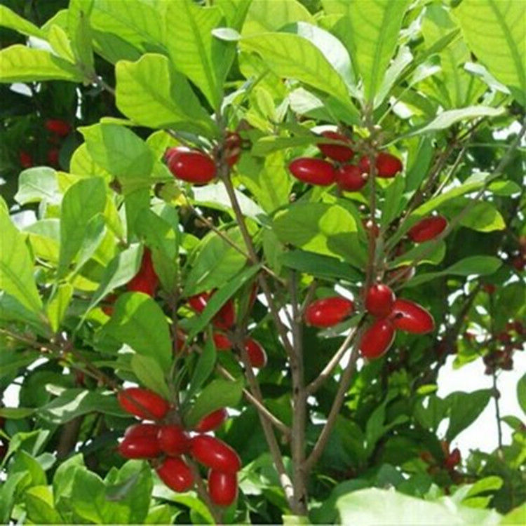 灵山县神秘果果树苗、可以改变味觉的一种果子！