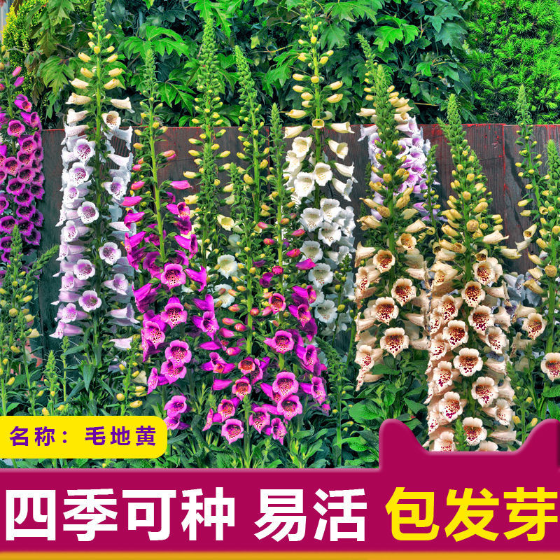杭州毛地黄花种籽子四季易种抗冻耐寒花卉多年生室外庭院地栽秋播种子