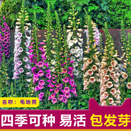 杭州毛地黄花种籽子四季易种抗冻耐寒花卉多年生室外庭院地栽秋播种子