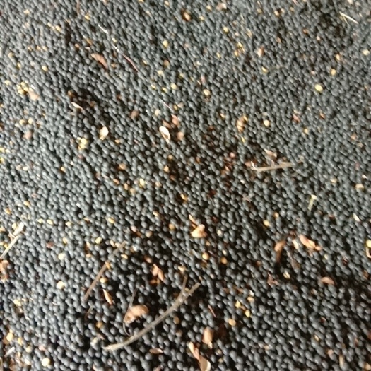 克山县黑皮黄仁黄豆