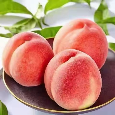 乐亭县乐亭县毛桃大量上市