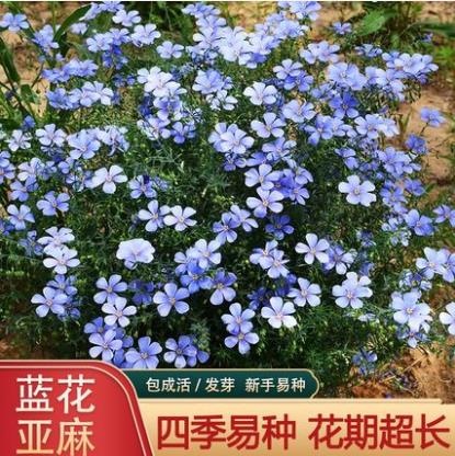蓝花亚麻种子花种籽子耐寒花卉种子宿根花种子庭院盆栽花种花籽