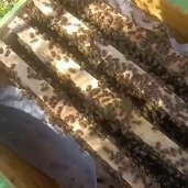 海盐县中蜂土蜜蜂。零度以上正常出來適應草莓授粉。