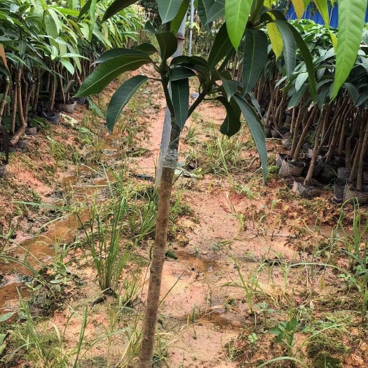 灵山县金煌芒果树苗云南四季芒果 红贵妃 四川攀枝花凯特芒果 台农