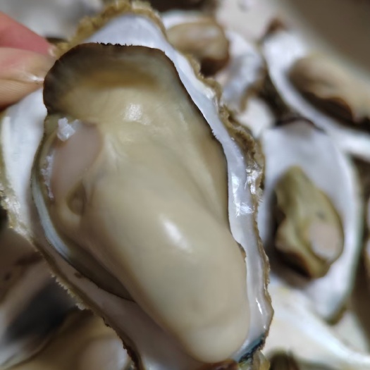 乳山市乳山生蚝1+，每天供应，新鲜发货。