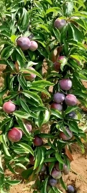 樱桃李