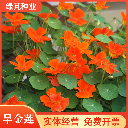 沭阳县旱金莲种子多年生室内外易种活夏秋开花盆栽花卉种籽庭院阳台植物