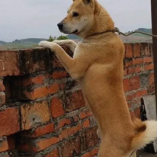萍乡狗