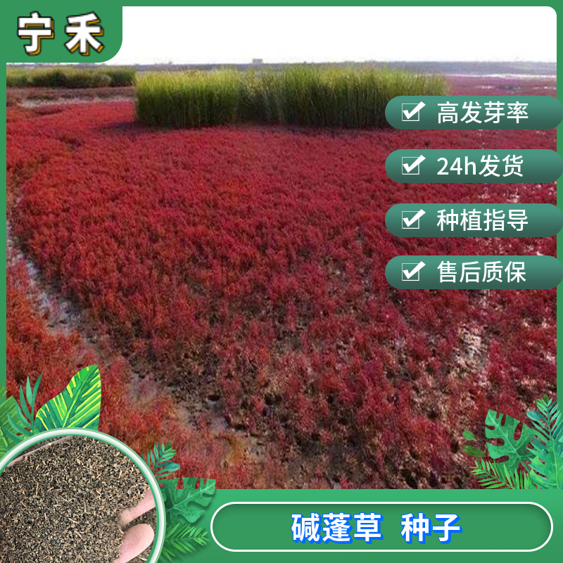 南京堿蓬草種子 沙地荒地耐鹽堿治理土壤改良 菜荒鹽地堿蓬草種子