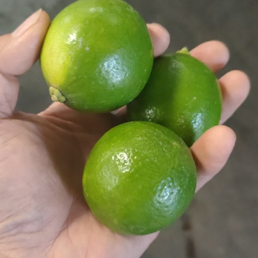 景洪市西双版纳新鲜泰国柠檬香柠檬青柠檬多汁泰国餐厅食材