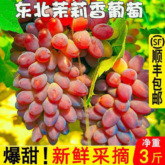 义县【顺丰包邮】郁金香茉莉香新鲜葡萄水果包邮