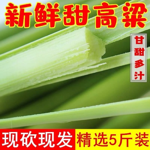 临城县甜卢粟甜杆甜高粱现砍现发
