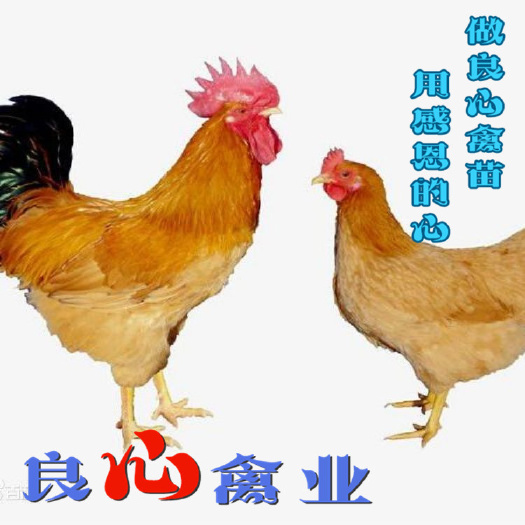 衡阳基地直卖黄土鸡苗三黄土鸡黄皮黄肉山地放养跑山土鸡苗乌鸡苗土鸡