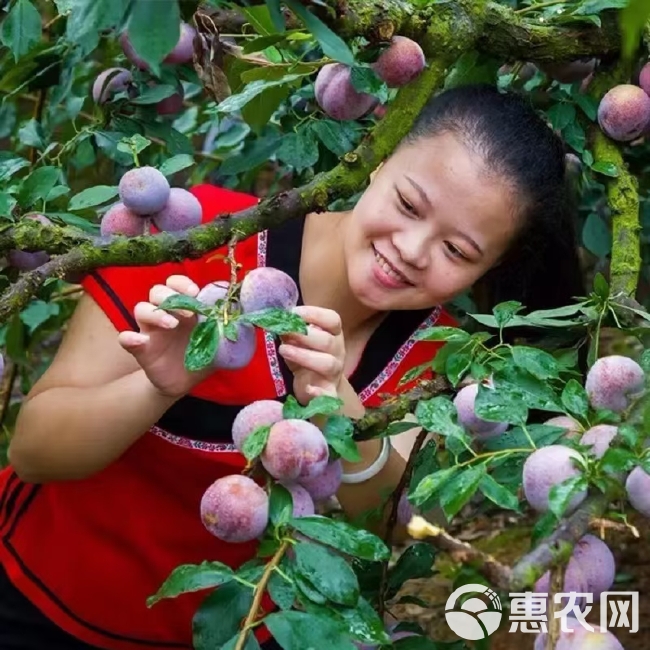 古田芙蓉李酸甜可口