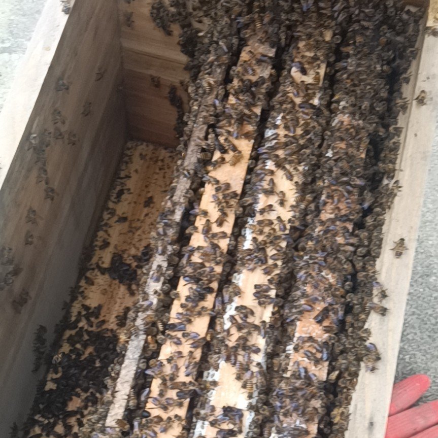 中蜂土蜜蜂。零度以上正常出來適應草莓授粉。