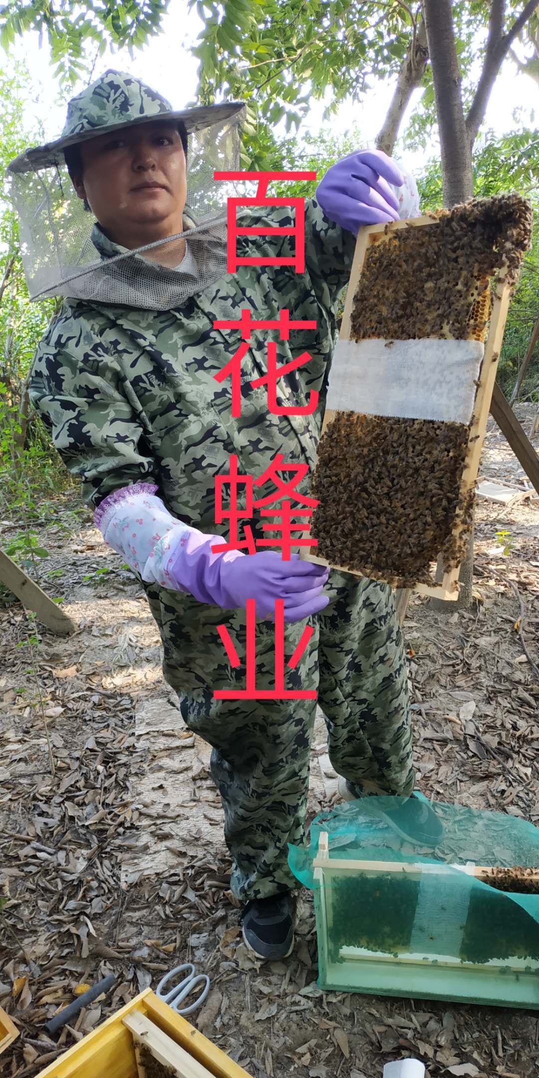 中蜂土蜜蜂。零度以上正常出來適應草莓授粉。