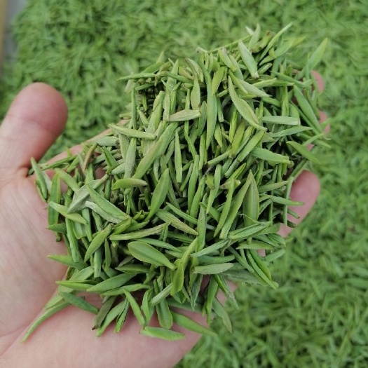 信阳信阳毛尖，绿茶，毛尖茶，保证质量，原产地茶农直销