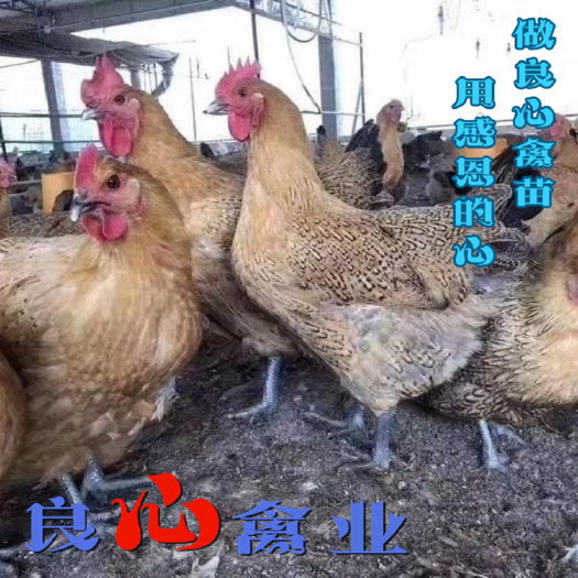衡阳基地直卖土鸡苗青脚麻鸡苗另有五黑鸡苗绿壳蛋鸡苗三黄鸡鸭苗鹅苗