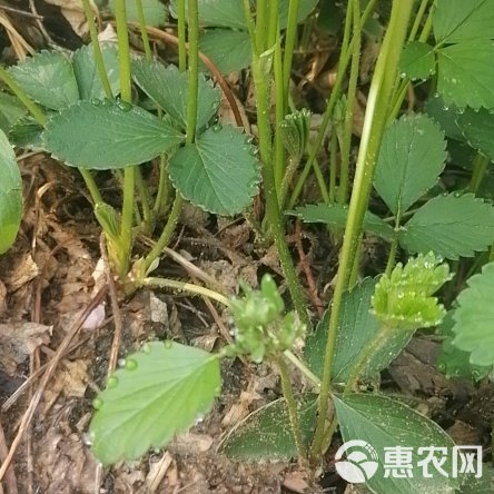 红颜草莓苗 地栽苗 10~20公分