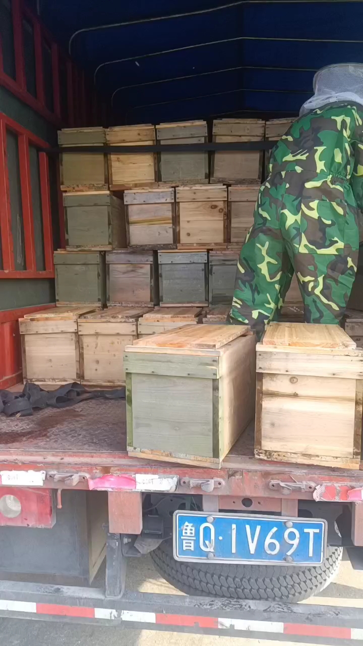 中蜂土蜜蜂。零度以上正常出來適應草莓授粉。