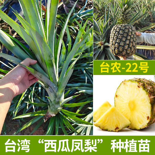 凤梨台农22号芽苗巨人西瓜凤梨广西种植基菠萝金钻