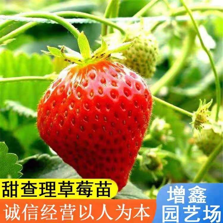 红颜草莓苗 地栽苗 10~20公分