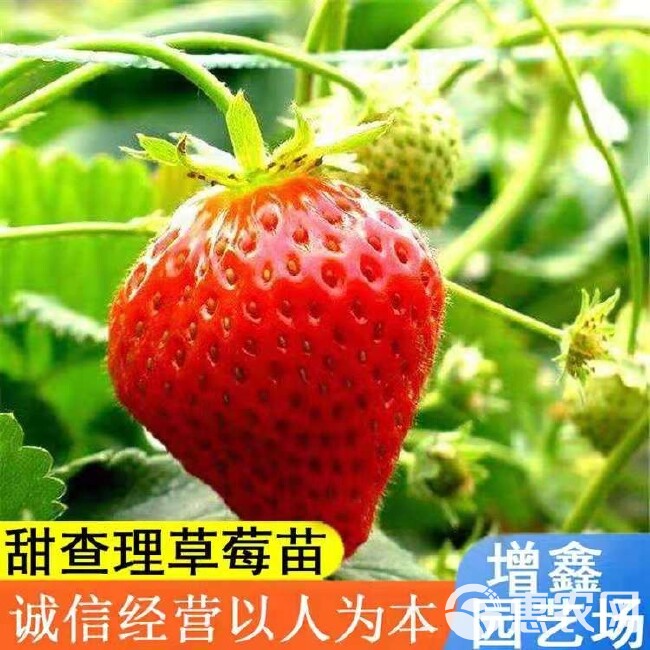 红颜草莓苗 地栽苗 10~20公分