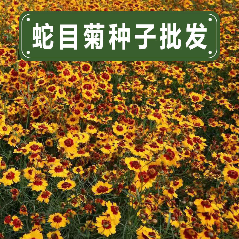 杭州耐寒蛇目菊种子昆仑天山雪菊花种籽山区青海高原适合路边庭院花坛