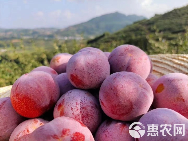 古田芙蓉李酸甜可口