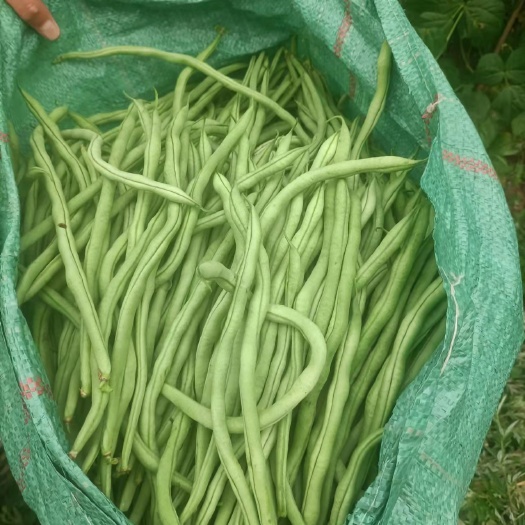 西和县西和豆王