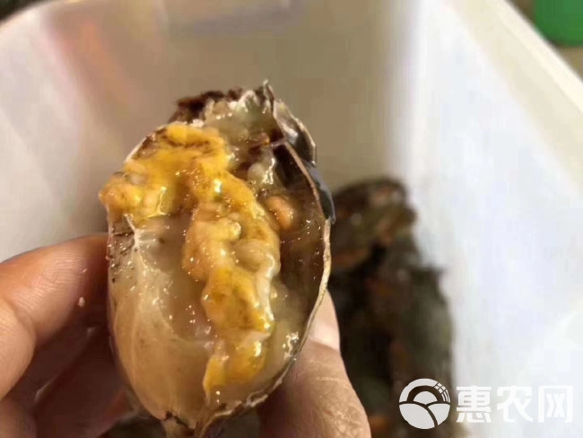 青蟹4-8两，肉蟹，膏蟹，三门蟹