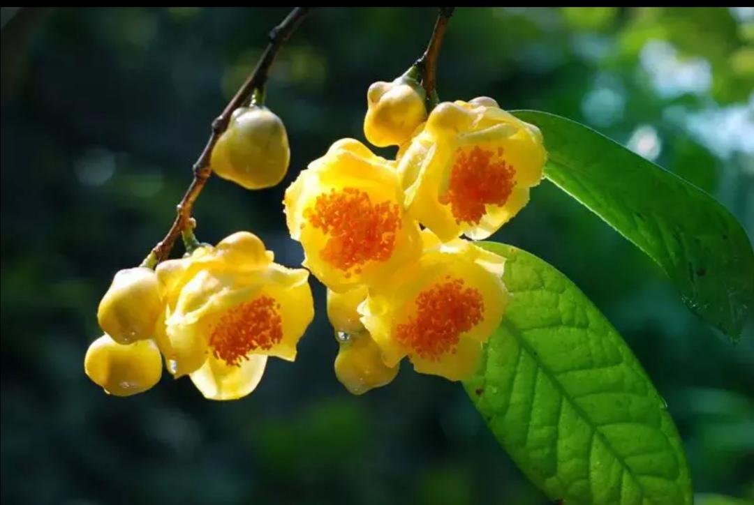 金花茶一级花干防城港原产地直发