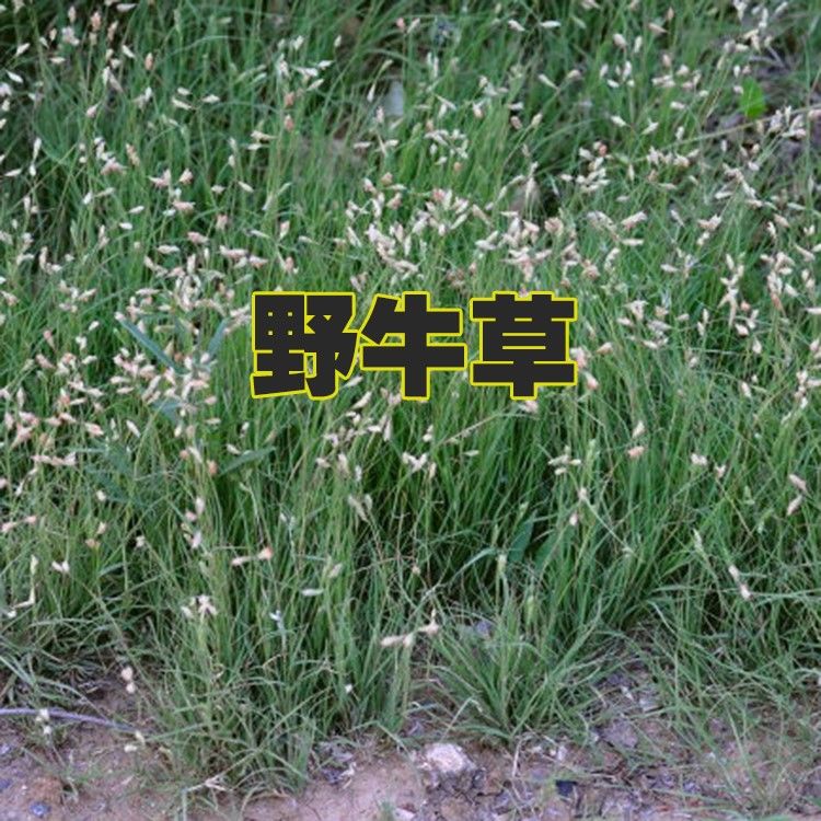 杭州野 牛草种子护坡固土草坪草种籽矮生四季长青耐旱耐寒可做牧草