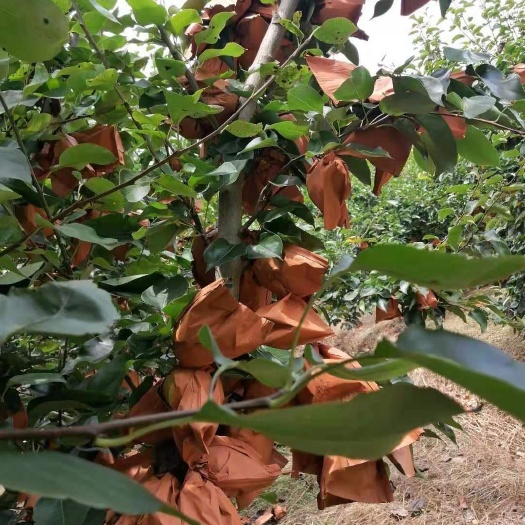翁源县水晶梨水晶梨果皮黄白色、着色均匀，果肉晶莹剔透
