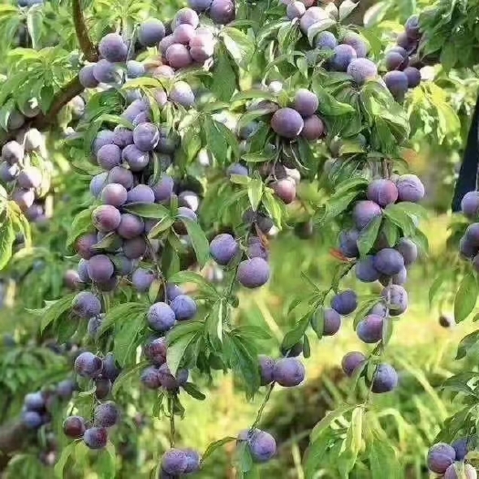 天峨县天峨龙滩珍珠李