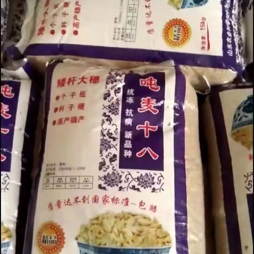 商河县超级小麦吨麦18号