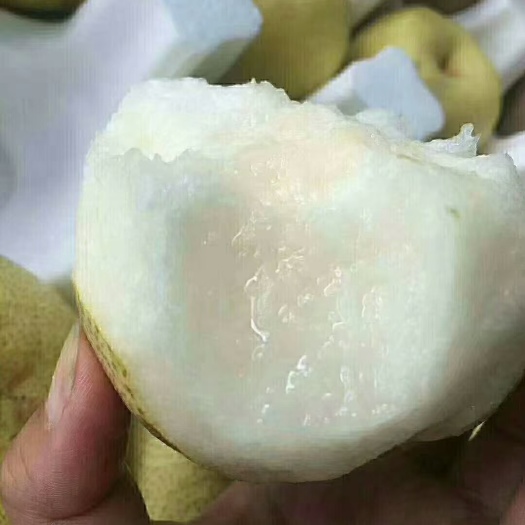 宁陵县宁陵酥梨一件代发10斤装，12－15个果，29元包邮
