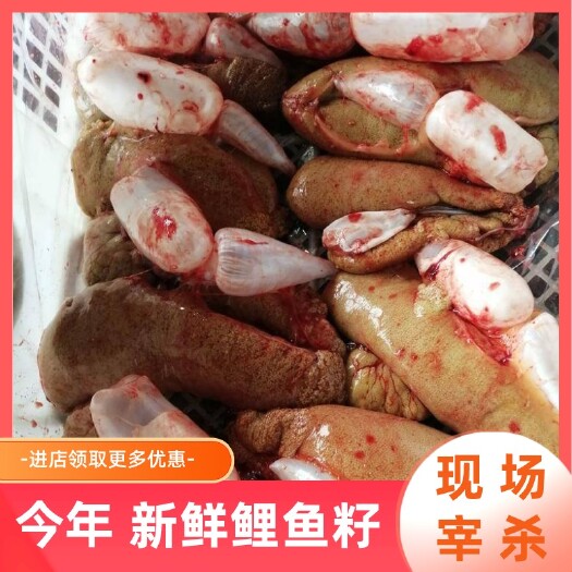 长沙今年的鲤鱼籽活鱼现杀当天打包冰鲜发货鱼籽鱼泡鱼籽鱼尾厂家直供