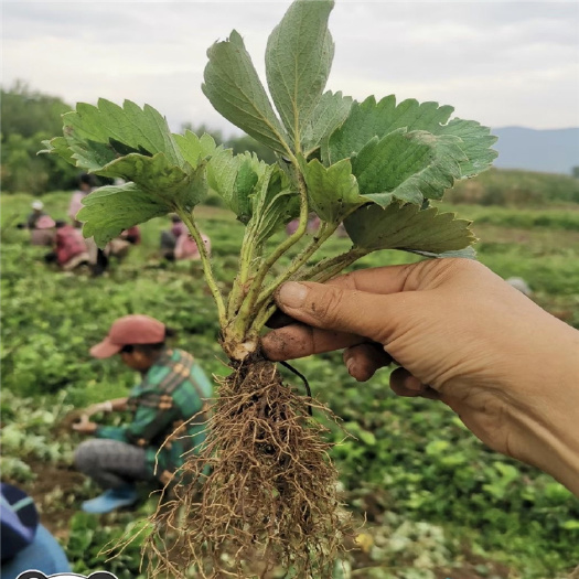 寿光市现挖矮壮隋珠草莓苗 图片实物拍摄 高山育苗 支持实地看圃起
