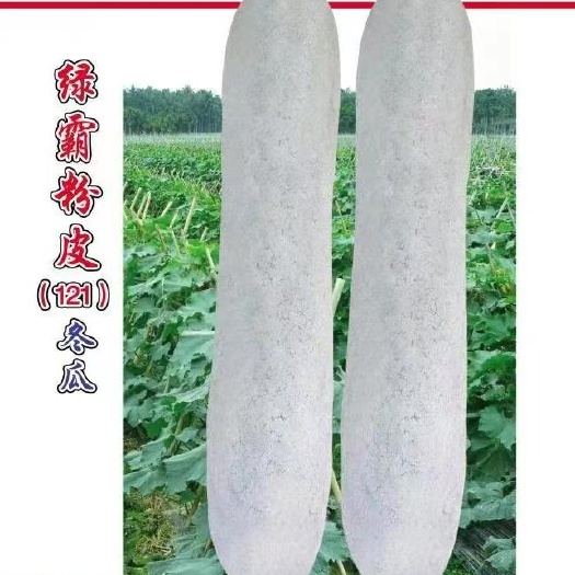 宜城市绿霸粉皮冬瓜种子