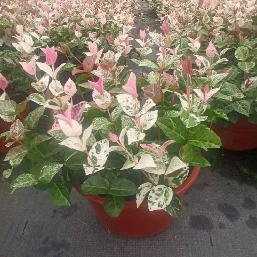 上海花叶络石绿化工程基地批发