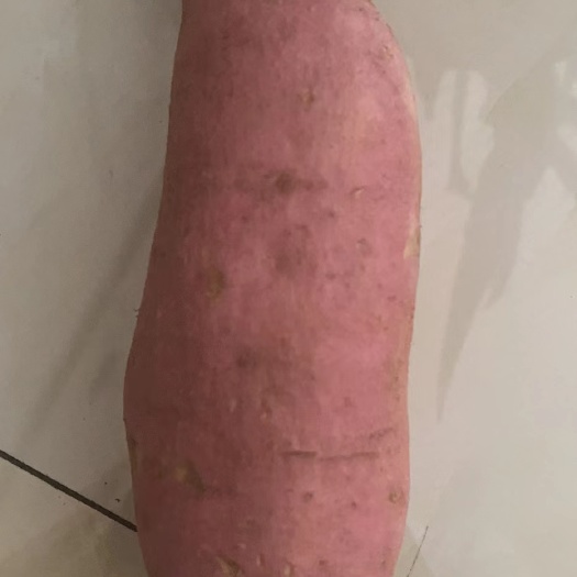雄县龙薯九