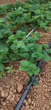 泰安越秀草莓苗 草莓苗长势良好脱毒二代越秀草莓苗