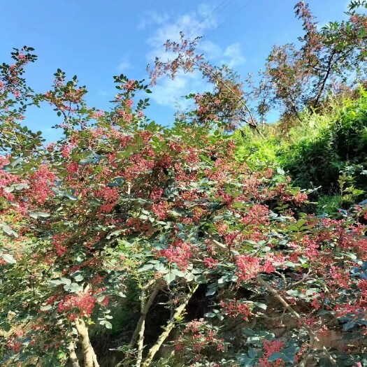 天水甘肃天水花椒