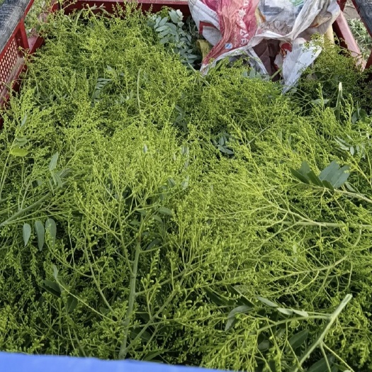 洪洞县槐米